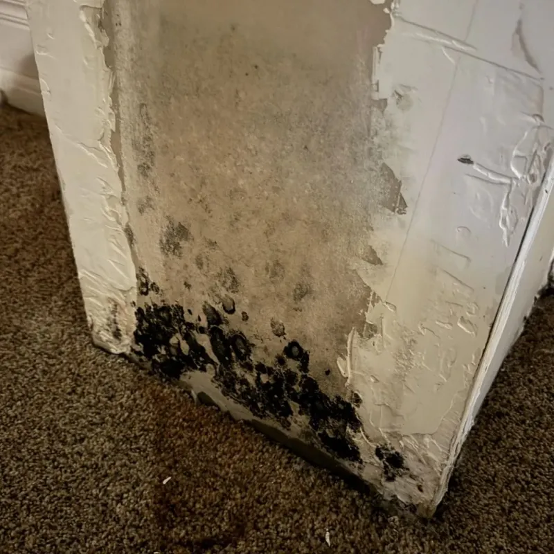 Professional Mold Removal in Warrenton, NC